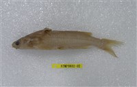 藏品(黃顙魚)的圖片